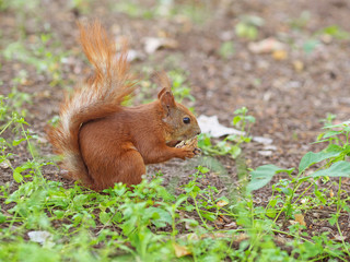 Naklejka na ściany i meble Cute red squirrel eating walnut in the spring park
