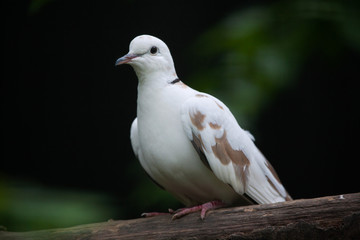 Spotted dove (Spilopelia chinensis chinensis).