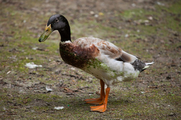 Domestic duck (Anas platyrhynchos domesticus).