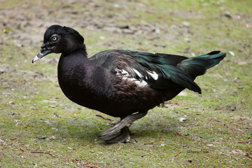 Muscovy duck (Cairina moschata).