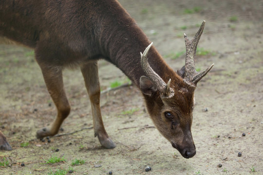 Visayan spotted deer (Cervus alfredi).