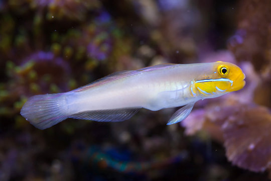 Fototapeta Blueband goby (Valenciennea strigata).