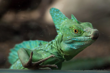 Plumed basilisk (Basiliscus plumifrons).