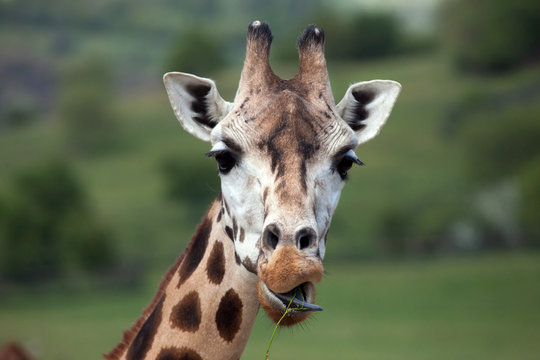 Rothschild's giraffe (Giraffa camelopardalis rothschildi).
