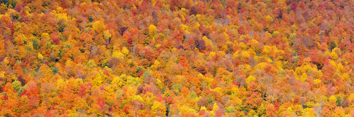 Naklejka na ściany i meble Fall Foliage background