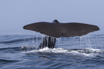 Obraz premium the tail of a sperm whale which dives into the water a summer da