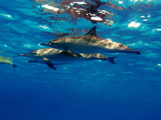 Three beautiful dolphins posing underwater