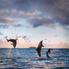 oceanview seaview with nice sea surface. Two playful dolphins play with girl on water under cloudscape at sunset time