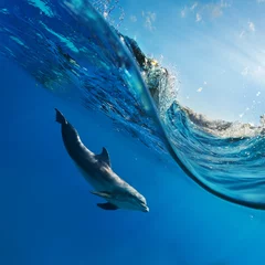 Deurstickers Dolfijn een dolfijn die onder water zwemt