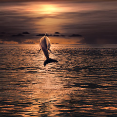beautiful dolphin jumped from watrer at the sunset time