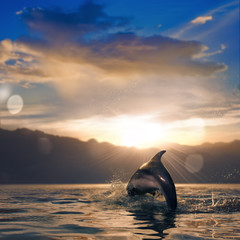 beautiful dolphin jumped from water at the sunset time