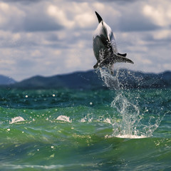 beautiful dolphin jumping up from sea surface