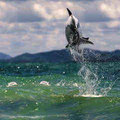 Photo sur Plexiglas Dauphin beautiful dolphin jumping up from sea surface