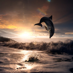 mooie dolfijn sprong uit het water bij zonsondergang