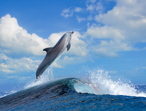beautiful cloudy seascape in daylight and dolphin jumping out from blue curly breaking surfing wave