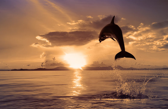 beautiful dolphin jumped at the sunset time