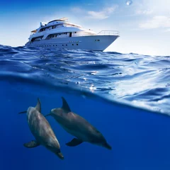 Photo sur Plexiglas Dauphin Sous-marin divisé par le modèle de ligne de flottaison. Deux grands dauphins nageant sous le bateau