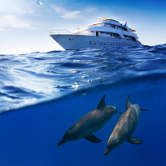 Underwater splitted by waterline template. Two bottlenose dolphins swimming under boat