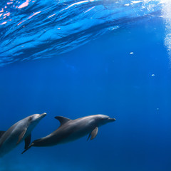 A pair of dolphins swimming underwater