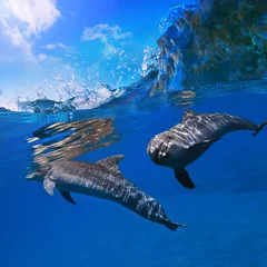 Photo sur Aluminium Dauphin deux dauphins sous l& 39 eau et la vague déferlante au-dessus d& 39 eux