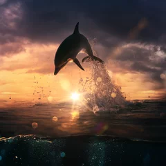 Fototapete Delfin Wunderschöner Delfin sprang zur Sonnenuntergangszeit aus dem Meer