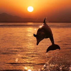 Papier Peint photo Lavable Dauphin beautiful dolphin jumped from watrer at the sunset time