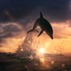 Crédence de cuisine en verre imprimé Dauphin beau dauphin a sauté de l& 39 océan au coucher du soleil