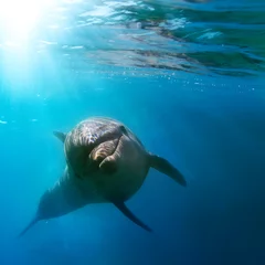 Rolgordijnen tropisch zeegezicht met wilde dolfijn die onder water zwemt sluit het zeeoppervlak tussen zonnestralen © willyam
