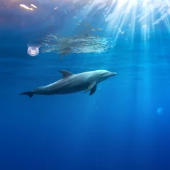 Photo sur Aluminium Dauphin paysage marin tropical avec dauphin sauvage nageant sous l& 39 eau fermer la surface de la mer entre les rayons du soleil