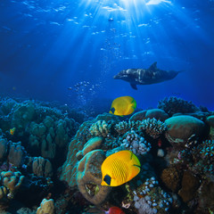 Fototapeta na wymiar Underwater scene fill with sunbeams dolphin and yellow fish on coral background