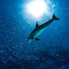 wild dolphin hunting underwater with fish around and bright sunlight