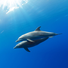 Fototapeta na wymiar a pair of dolphins playing in sunrays underwater