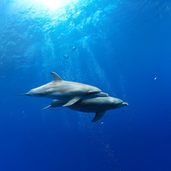 a pair of dolphins playing in sunrays underwater