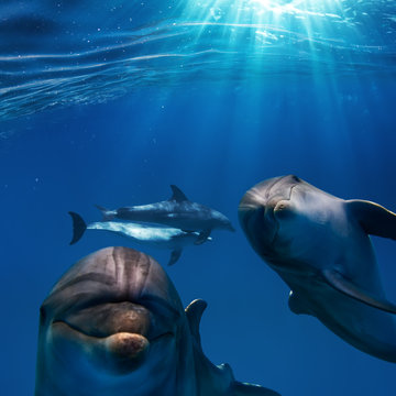 sunrays and deep blue water surface with two funny nice dolphins underwater