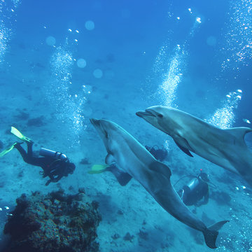 two playful dolphins swimming underwater above group of divers