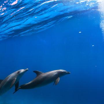 A pair of dolphins swimming underwater