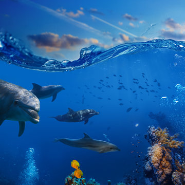 Oceanview. A flock of playful dolphins swimming underwater over coral reef background hunting to fish