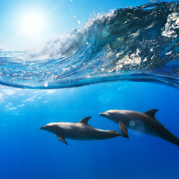 two beautiful dolphins swimming underwater through sunrays with breaking wave above
