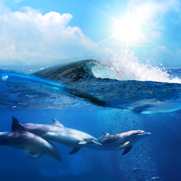 beautiful dolphins playing under ocean breaking surfing wave