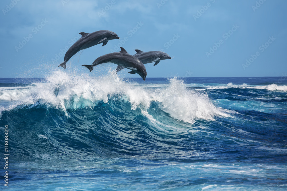 Wall mural playful dolphins jumping over breaking waves. hawaii pacific ocean wildlife scenery. marine animals 
