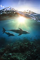 Crédence de cuisine en verre imprimé Dauphin Deux dauphins sous l& 39 eau une mère de famille avec son enfant et une vague d& 39 éclaboussures au-dessus de la lumière du soleil