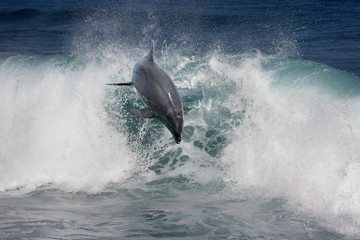 Fototapeta premium Playful dolphin jumping over breaking waves. Hawaii Pacific Ocean wildlife scenery. Marine animals in natural habitat.