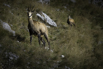 Chamois ( Rupicapra rupicapra)