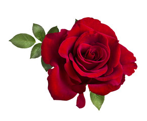 Red rose isolated on the white