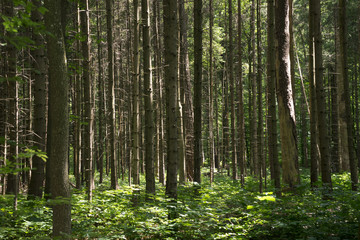 Kahle Bäume im Wald