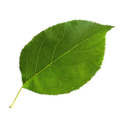 Green leaf of Apple tree isolated on white background.