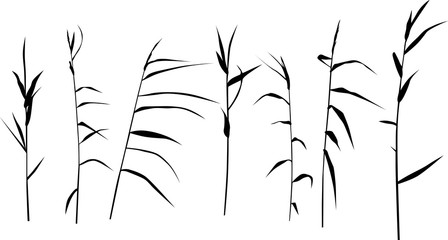 set of seven reed silhouettes isolated on white