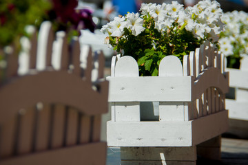 white bed with petunias