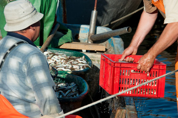 fishermen pour the fish in the box