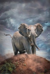 Jeune éléphant à Pilansberg, c& 39 est un jeune éléphant dans la réserve naturelle de Pilansberg en Afrique du Sud, très contrarié par les visiteurs